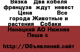  Вязка ! Два кобеля француза ,ждут  невест.. › Цена ­ 11 000 - Все города Животные и растения » Собаки   . Ненецкий АО,Нижняя Пеша с.